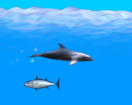 Dolphin online